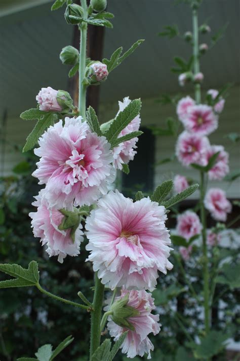 Tapping into the Elemental Energies of Hollyhock: Enhancing Rituals and Spells